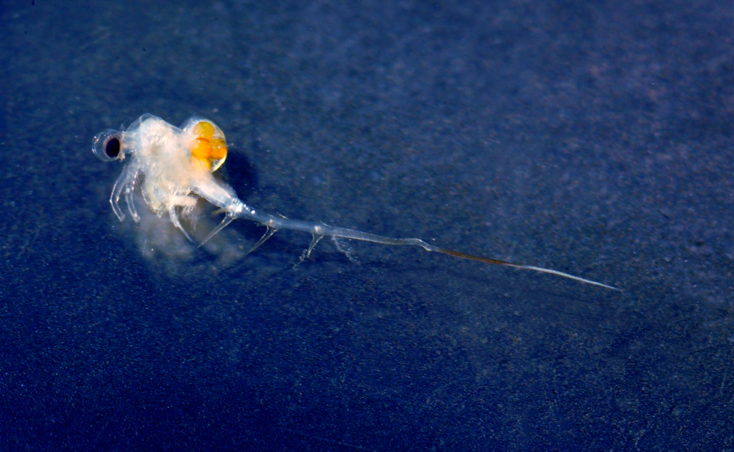 Представитель Семейства Cercopagididae